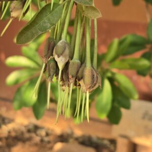 Sun-dried edible mahua flowers from Bihar heaped together