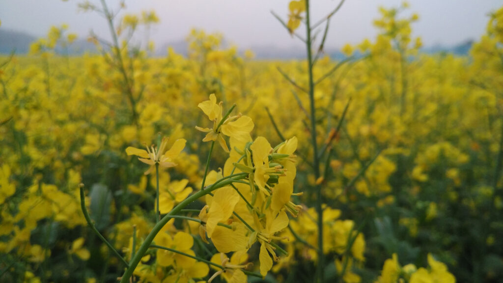 Mustard flowers in eastern India