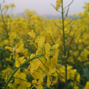 Mustard flowers in eastern India