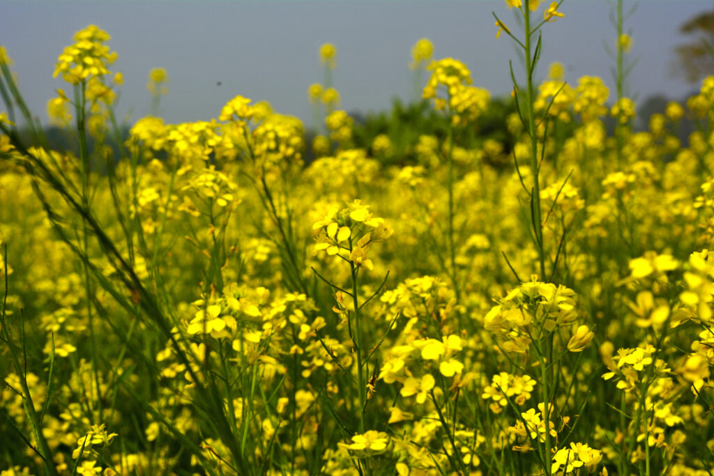 Yellow mustard flower field in India