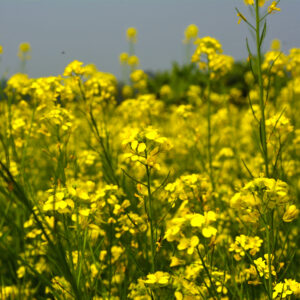 Yellow mustard flower field in India