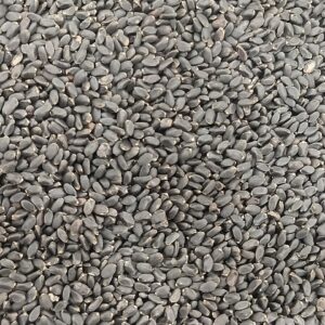 Premium Bihari kala til (black sesame seeds) close-up from the Magadh belt